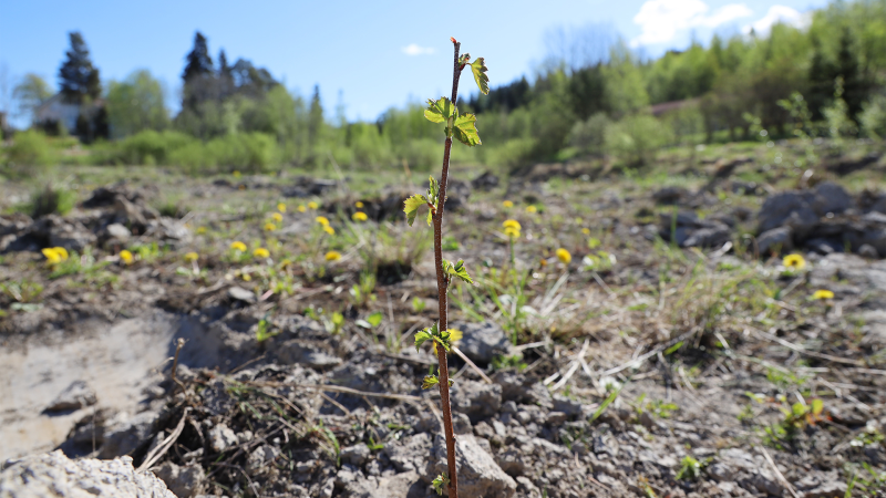 Pieni puuntaimi Tampere-talon hiilinielussa Lempäälässä