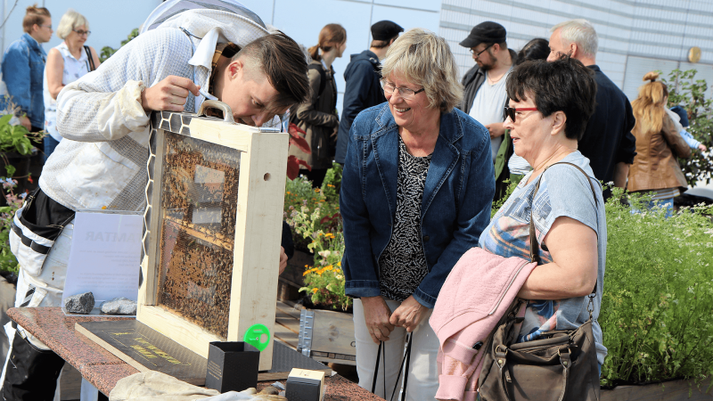 Mehiläistarhaaja Teemu Aittamaa esittelee mehiläispesän toimintaa kahdelle henkilölle Tampere-talon kattopuutarhassa