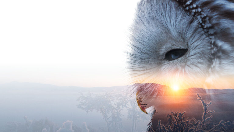 pöllö tunturimaisemassa aurinko paistaa taustalla.