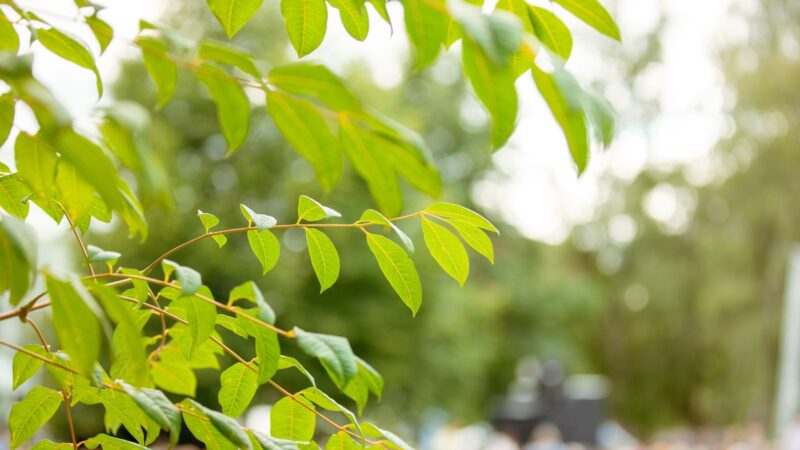 Lähikuvassa vihreitä puun lehtiä