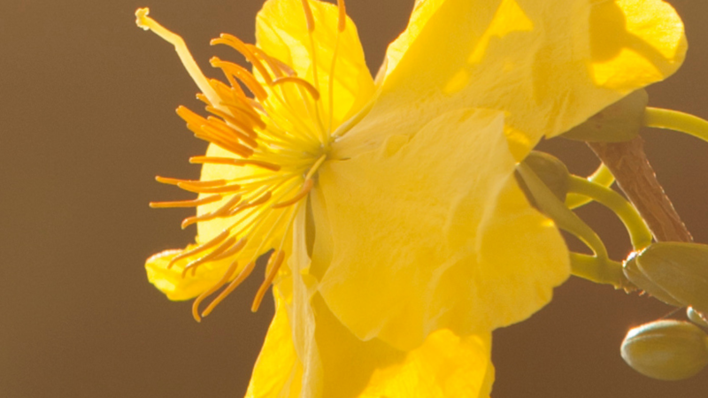 Vappubrunssin keväinen tapahtumakuva