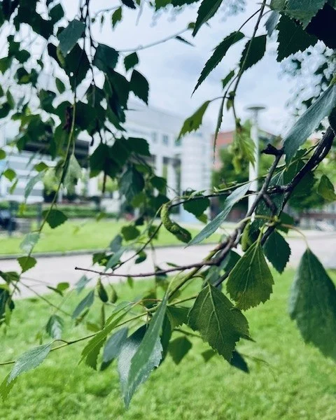 Tampere-talon väki kumppaneineen alkaa rauhoittumaan hiljalleen juhannuksen viettoon. Lipunmyynti, Shop ja Muumimuseo ovat avoinna tänään torstaina 19.6. klo 16 asti. Ravintola Tuhto palvelee klo 15 asti (keittiö suljetaan klo 14).

Tampere-talo on suljettu perjantaista sunnuntaihin 20.–22.6.2025. Lipunmyynti, Shop ja Muumimuseo ovat normaaliin tapaan suljettuna myös maanantaina 23.6. 

Mukavaa juhannusta kaikille! ☀️🌸🍃