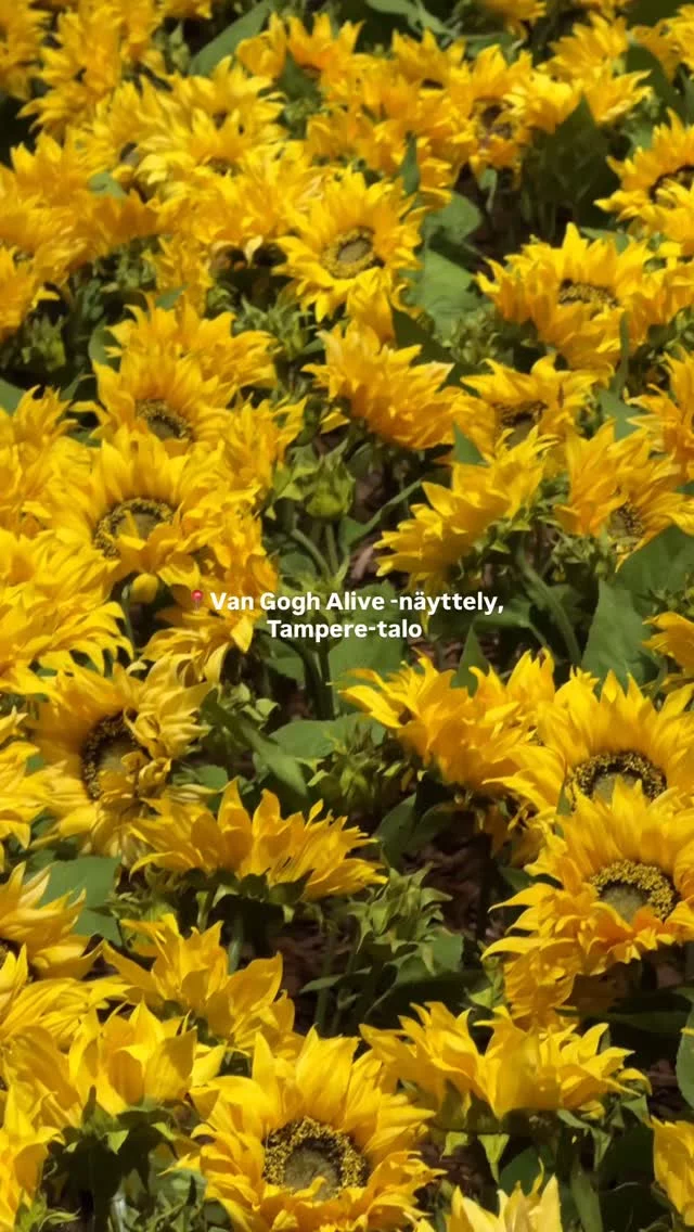 Haluatko ihastella auringonkukkia jo ennen elokuun kukinta-aikaa? Tampere-talolla se onnistuu!😍🌻

Osana Van Gogh Alive -näyttelyä on upea auringonkukkahuone, jossa tuntuu olevan kukkia silmän kantamattomiin. Tämä on myös varmasti näyttelyn paras selfiespotti!🌼

Osta liput näyttelyyn: tampere-talo.fi

#vangoghalive #vangoghart #tampere #tamperetalo @visittampereofficial
